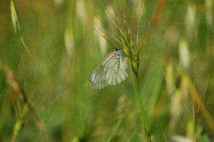 Aporia crataegi.JPG