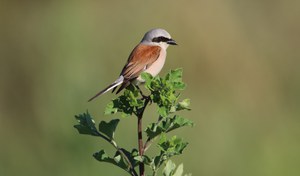 Averla piccola maschio_Camillo Dal Verme.JPG