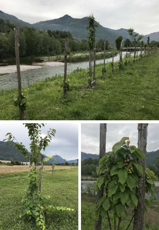 Filari vite maritata.JPG