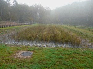 Impianto fitodepurazione Pianbosco - 1