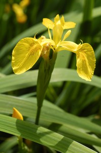 iris pseudacorus