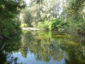 Bosco della Marisca_sponda dx