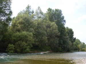 Bosco della Marisca_sponda sx