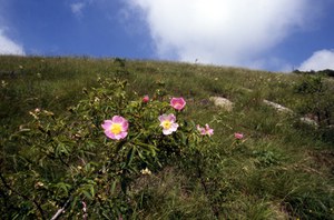 Arbusti a Rosa canina sulla cima del Monte Misma