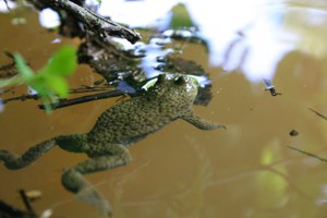 Ululone dal ventre giallo