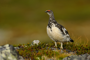 Pernice bianca - foto Carlo Frapporti