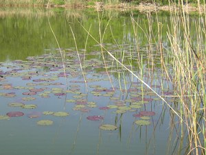 Lago Bosco WWF di Vanzago - foto Andrea Longo