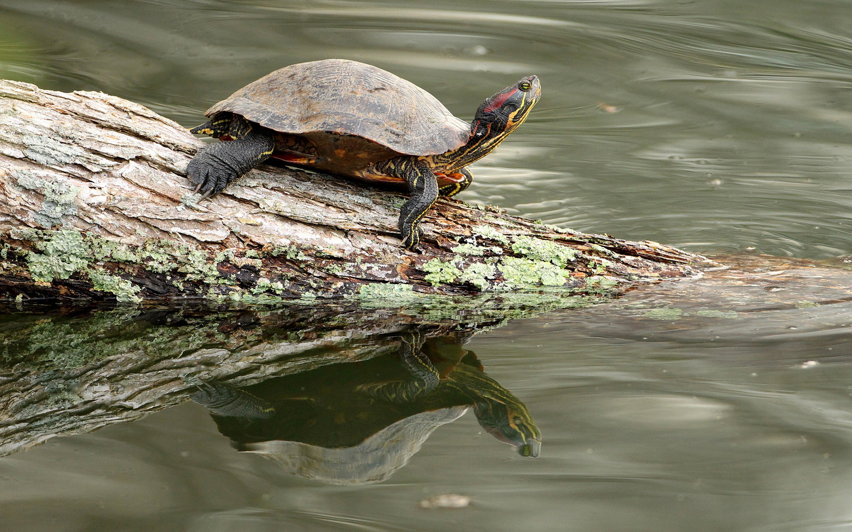 trachemys.jpg