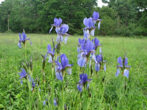 Iris sibirica - Parco  del Ticino