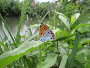 Lycaena dispar - Parco del Ticino