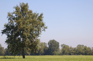 Paesaggio agrario