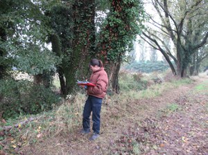 Operatore censimento alberi e filari