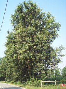 Quercia